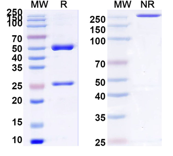CFP/Properdin Mouse Monoclonal Antibody