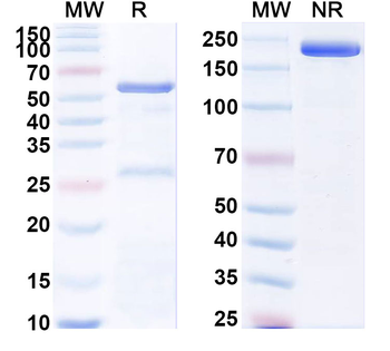 NECTIN4 Human Monoclonal Antibody