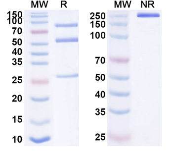 NECTIN4 Human Monoclonal Antibody