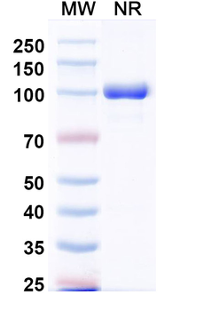 MPXV A29L Human Monoclonal Antibody