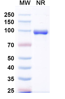 MPXV A29L Human Monoclonal Antibody