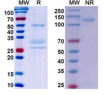MET/c-Met/HGFR Human Monoclonal Antibody