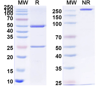 PHLPVII/Polcalcin Phl p 7 Human Monoclonal Antibody