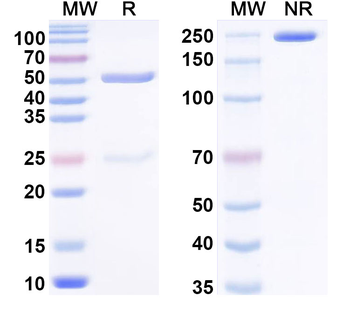 PHLPI/Allergen Phl p I Human Monoclonal Antibody