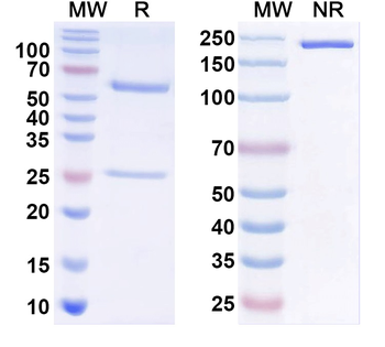 MitF/aspF1 Human Monoclonal Antibody