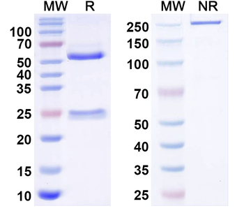 Aspergillus fumigatus mitF/aspF1 Human Monoclonal Antibody