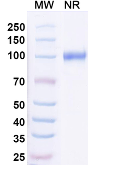 Mal f 1/Allergen Pit o 1 Human Monoclonal Antibody
