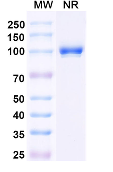 Mal f 1/Allergen Pit o 1 Human Monoclonal Antibody