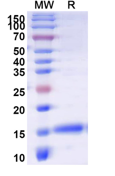 Mal f 1/Allergen Pit o 1 Camelus Monoclonal Antibody