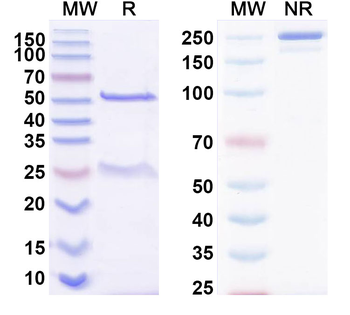 DERP2 Human Monoclonal Antibody
