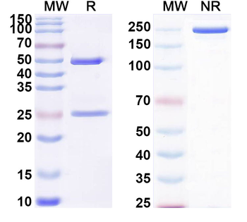 DERP2 Human Monoclonal Antibody