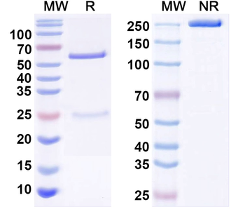 LPS/Lipid A Mouse Monoclonal Antibody