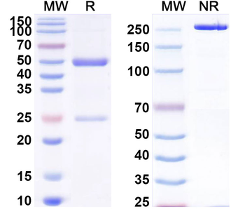 LPS/Lipopolysaccharide Mouse Recombinant Antibody
