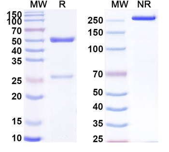 LPS/Lipopolysaccharide Mouse Monoclonal Antibody