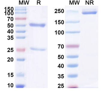 LPS/Lipopolysaccharide Mouse Recombinant Antibody