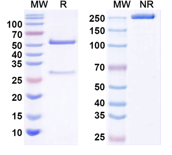 LPS/Lipopolysaccharide Mouse Recombinant Antibody