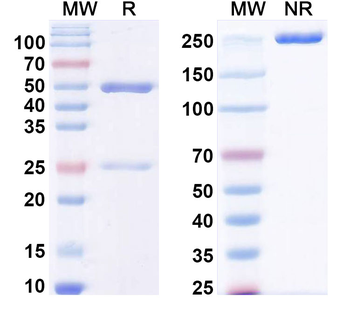 LPS/Lipid A Mouse Monoclonal Antibody