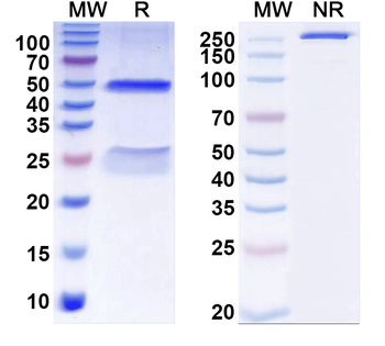 LPS/Lipid A Mouse Monoclonal Antibody