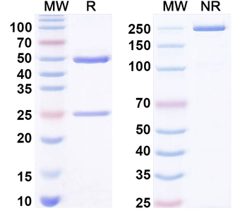 LPS/Lipopolysaccharide Mouse Monoclonal Antibody