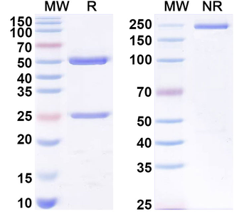 LPS/Lipid A Mouse Monoclonal Antibody
