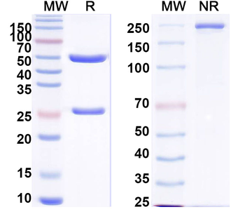 INS/Insulin Mouse Monoclonal Antibody