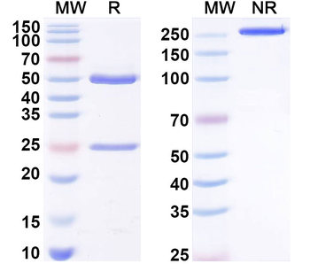 oxLDL Mouse Monoclonal Antibody