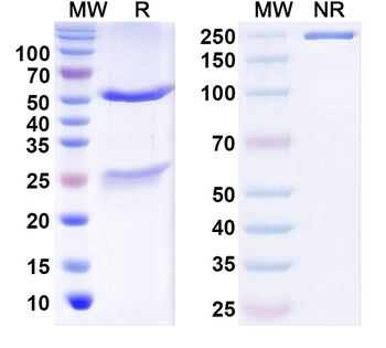 F8/Coagulation factor VIII Mouse Monoclonal Antibody