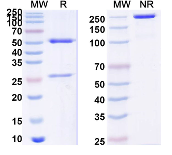 LCAT Mouse Monoclonal Antibody