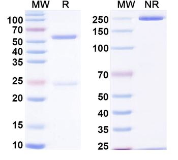 LCAT Mouse Monoclonal Antibody