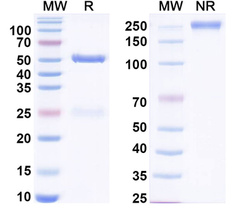 Cd2+/Cadmium(2+)-EDTA Mouse Monoclonal Antibody