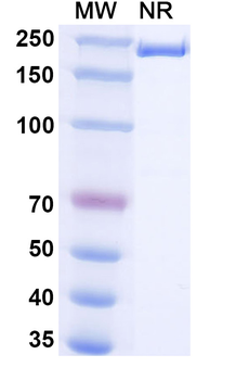 LGR5/GPR49 Mouse Monoclonal Antibody