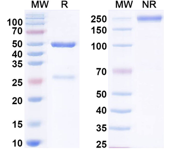 FGF14 Mouse Monoclonal Antibody