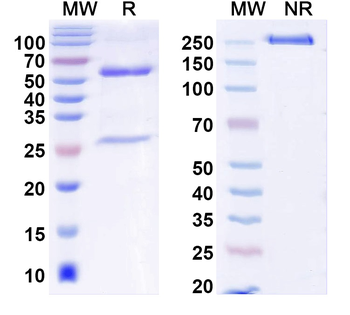 PSCA Human Monoclonal Antibody