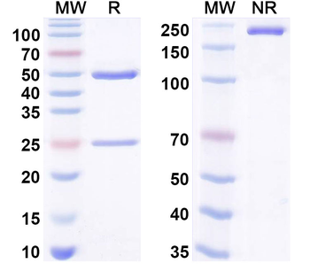 BDNF Human Monoclonal Antibody