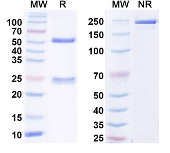CXCL1/NAP-3/GRO-alpha Human Monoclonal Antibody