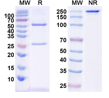 CTGF/CCN2 Human Monoclonal Antibody