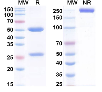 PDGFC Human Monoclonal Antibody