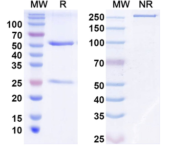 TGFB1/TGF-beta-1 Human Monoclonal Antibody