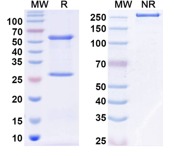 TGFA/TGF-alpha Human Monoclonal Antibody