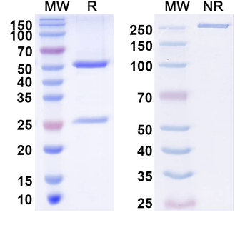 IGF2 Human Monoclonal Antibody