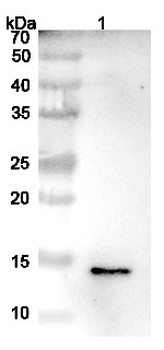 IGF2 Human Monoclonal Antibody