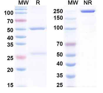 BMP10 Human Monoclonal Antibody