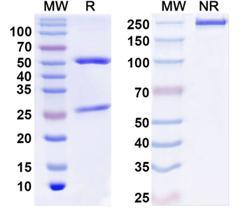 IFNG/IFN-gamma Human Monoclonal Antibody