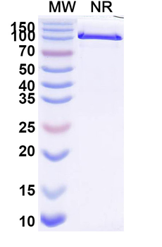 CD274/PD-L1/B7-H1 Mouse Monoclonal Antibody