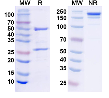 CD152/CTLA4 Mouse Monoclonal Antibody
