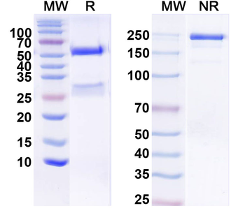IL23A Human Monoclonal Antibody