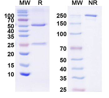 IL22 Mouse Monoclonal Antibody