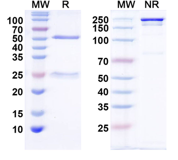 IL2 Mouse Monoclonal Antibody
