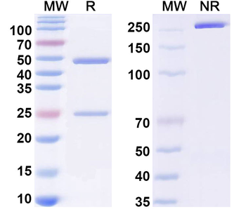 HPV58 L1/Major capsid protein L1 Human Monoclonal Antibody
