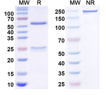 rpoC/RNA polymerase subunit beta Mouse Monoclonal Antibody